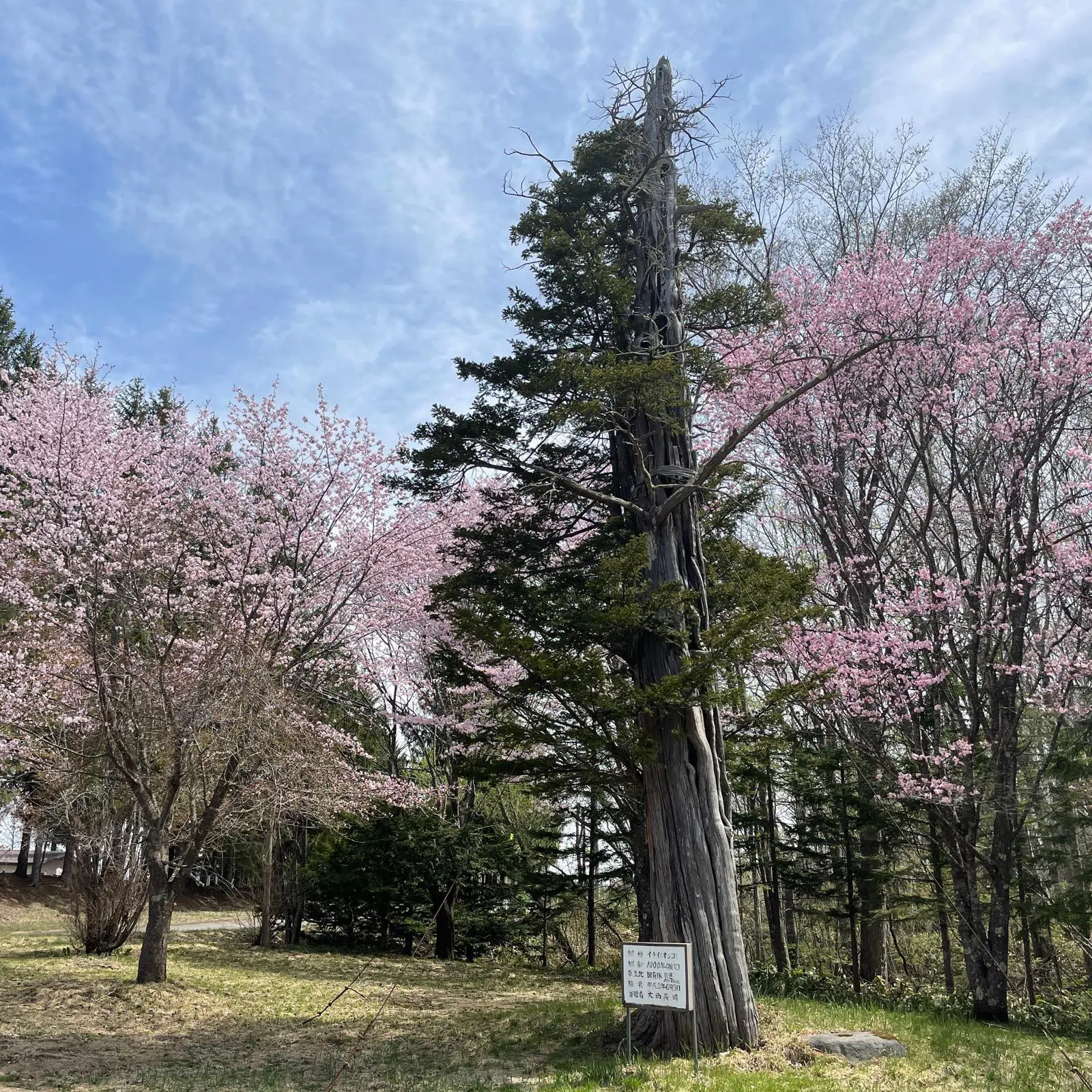景勝地 来運の水（来運公園）｜知床斜里町観光協会
